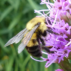 Bombus bimaculatus