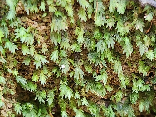Fissidens pellucidus
