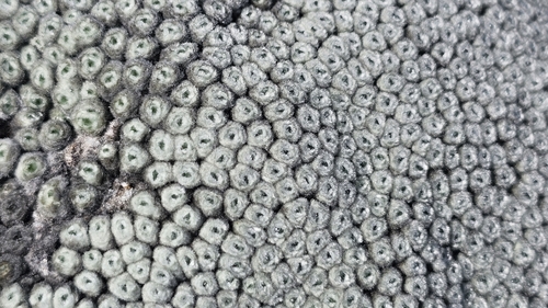 Image of Raoulia eximia by no rights reserved
