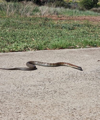 Tiger Snake sighting