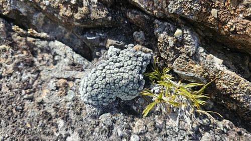 Image of Raoulia eximia by no rights reserved