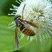 Broad-banded Hornet Fly - Photo (c) molanic, some rights reserved (CC BY-NC), uploaded by molanic