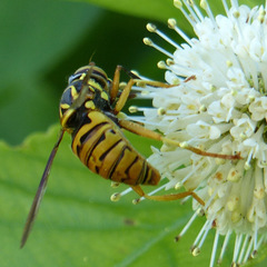 Spilomyia alcimus