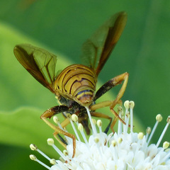 Spilomyia alcimus