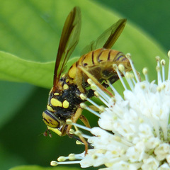Spilomyia alcimus