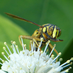 Spilomyia alcimus