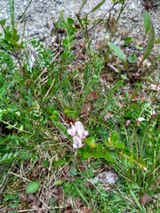 Oxytropis sordida