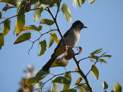 Pycnonotus nigricans