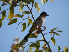 Pycnonotus nigricans