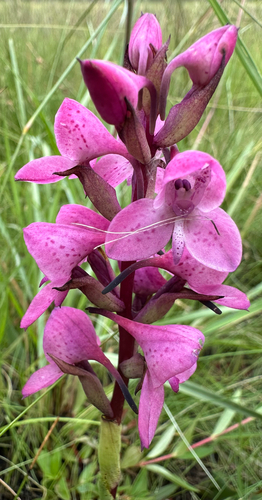 Image of Disa Afra (Disa afra) by (c) Robert Taylor, some rights reserved (CC BY)
