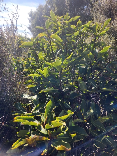 Image of Pittosporum dallii by no rights reserved