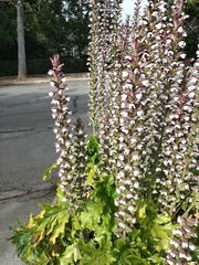 Acanthus mollis