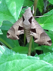 Image of Eumorpha achemon