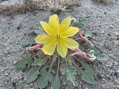 Oenothera primiveris