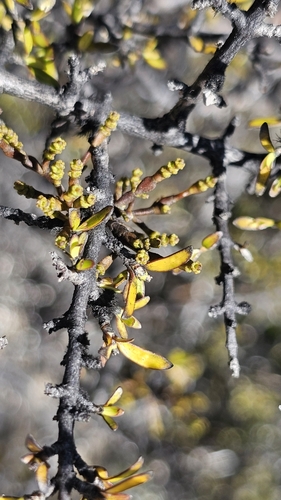 Image of Korthalsella clavata by no rights reserved