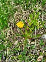 Taraxacum croceum