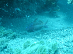 Upeneichthys