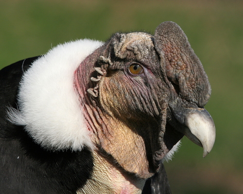 Genus Vultur · iNaturalist