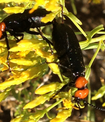 Lytta vulnerata