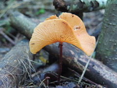 Marasmius cladophyllus
