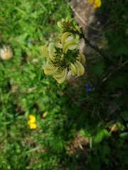Pedicularis tuberosa