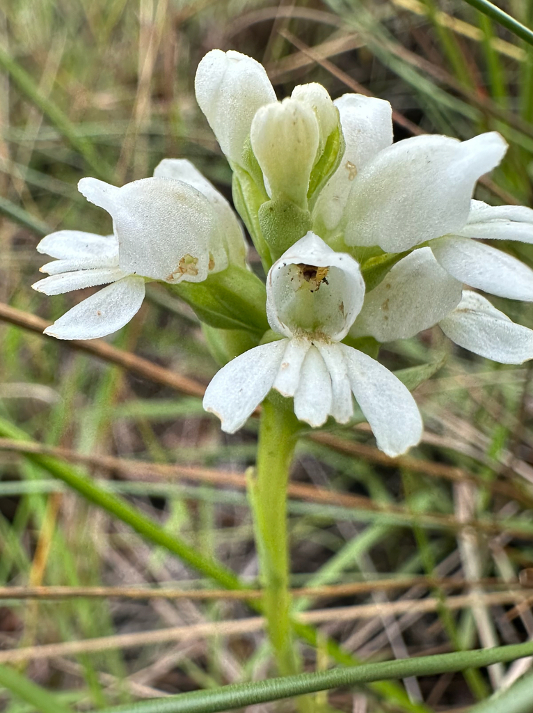 Satyrium ecalcaratum
