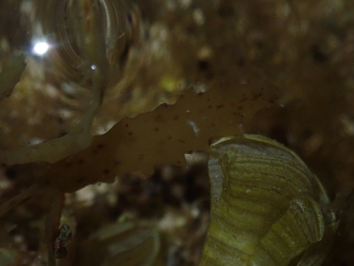 Sargassum aquifolium observed 2024-11-23