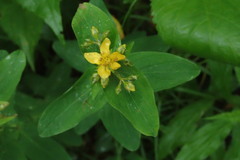Hypericum mitchellianum