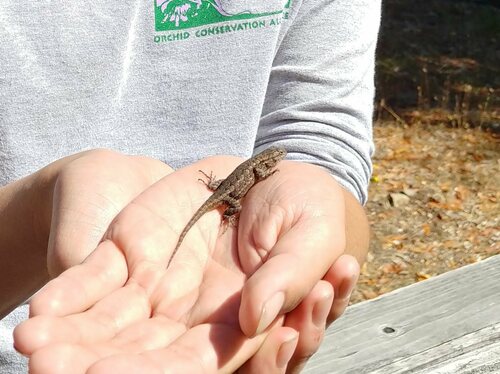 iNaturalist observation photo of Western Fence Lizard