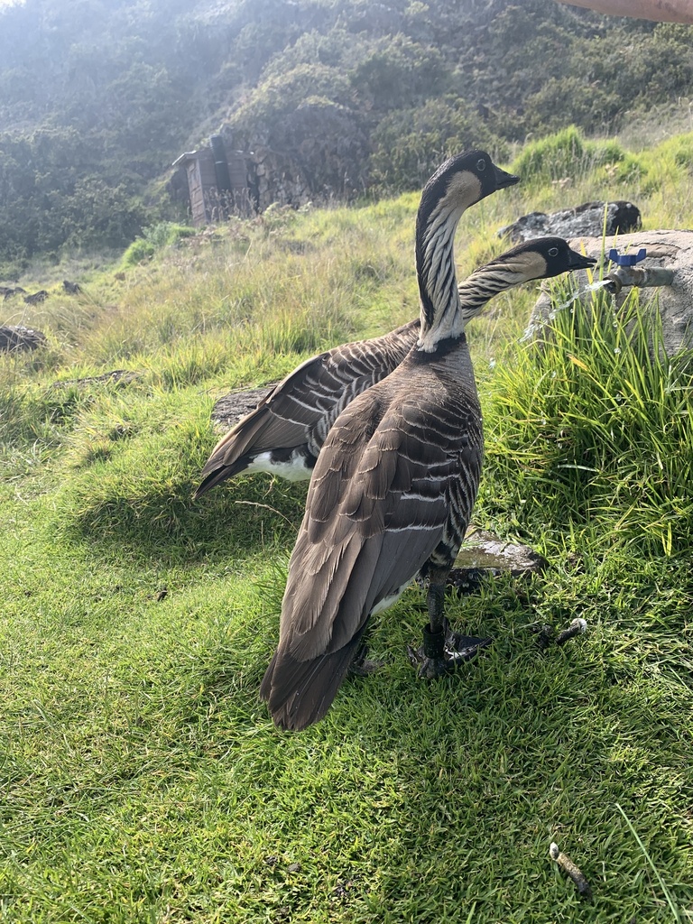 Branta sandvicensis from Haleakalā National Park, Kula, HI, US on 2024년 11월 23일 (토) at 12:57 오후 by Nina Lester Finley... 