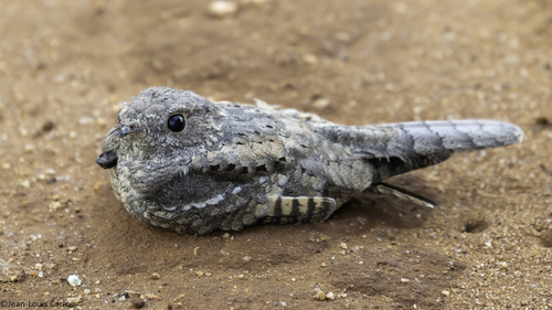 iNaturalist image