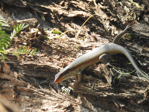 Trachylepis wahlbergii