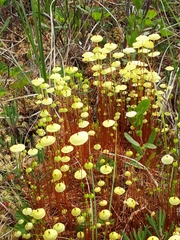 Splachnum luteum
