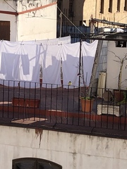 Pitangus sulphuratus