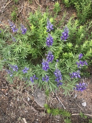 Lupinus arcticus