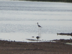 Himantopus mexicanus