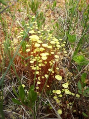 Splachnum luteum