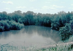 Rhizophora mucronata