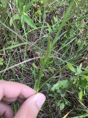 Sabatia gentianoides