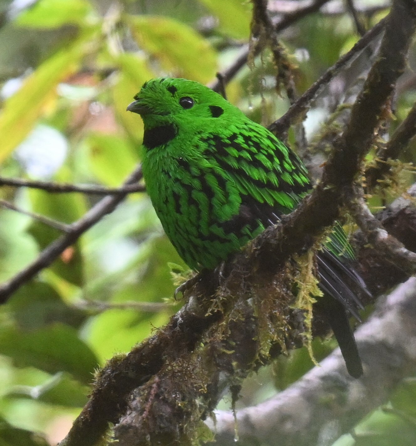 Whitehead's Broadbill (Calyptomena whiteheadi), photo 8