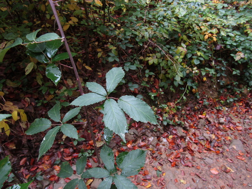 Rubus montanus, photograph 6