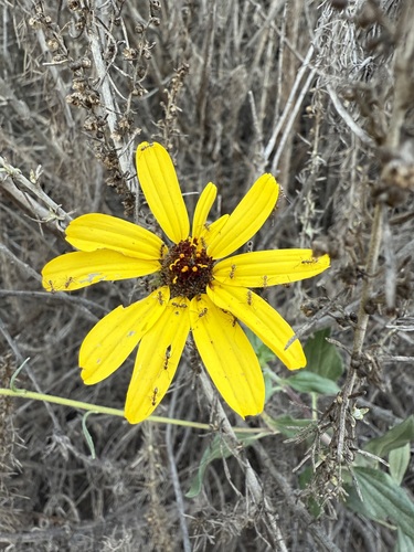 El Dorado Coast Sunflower