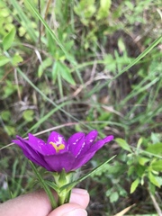 Sabatia gentianoides
