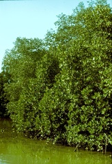 Rhizophora mucronata
