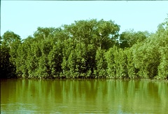 Rhizophora mucronata