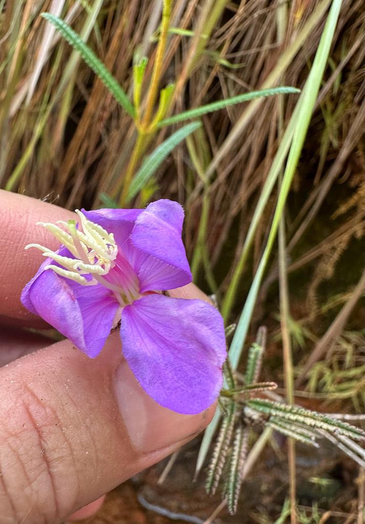 Rosettea rhinanthifolia