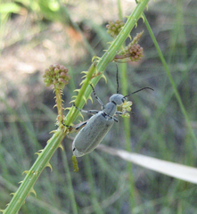 Epicauta floridensis