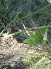 Epicauta floridensis