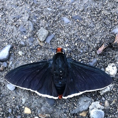 Elbella intersecta