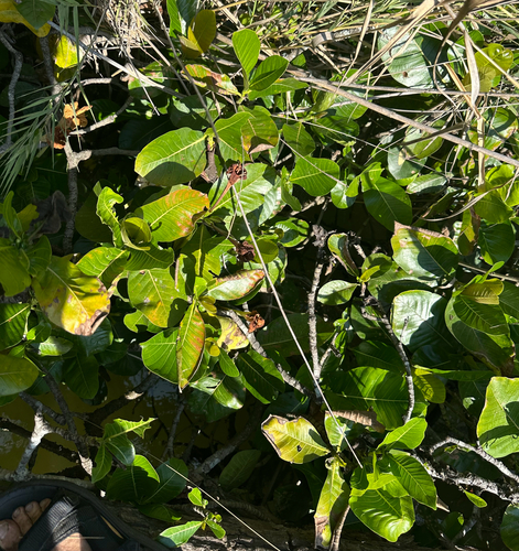 Gardenia imperialis, photograph 2